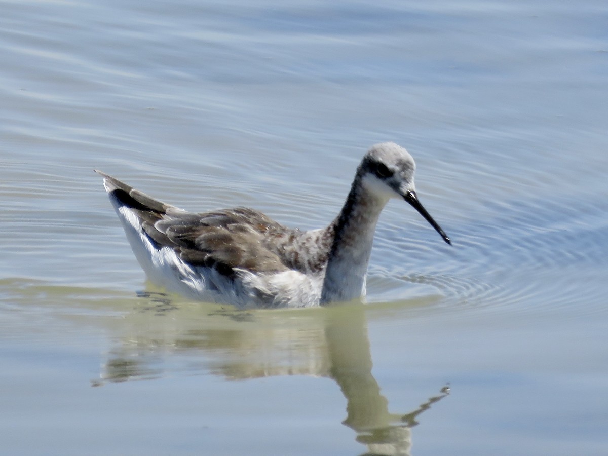 Wilson's Phalarope - ML611528127