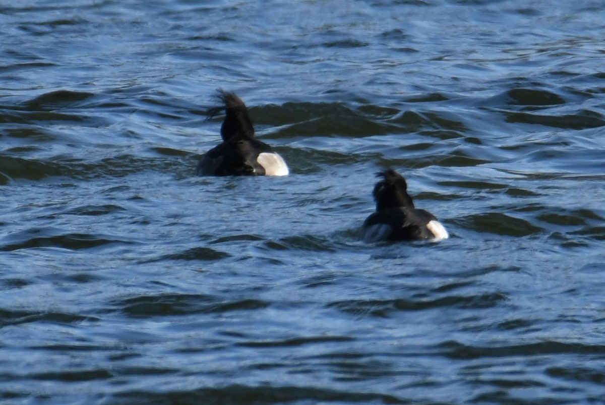 Tufted Duck - Colin Dillingham