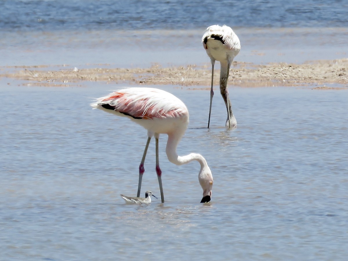 Andean Flamingo - ML611528139
