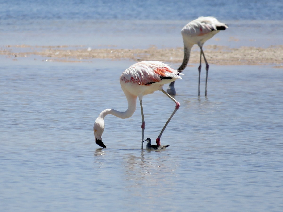 Andean Flamingo - ML611528140