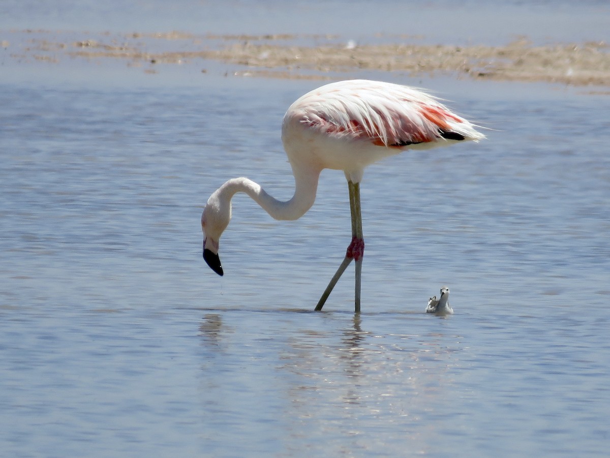 Andean Flamingo - ML611528141