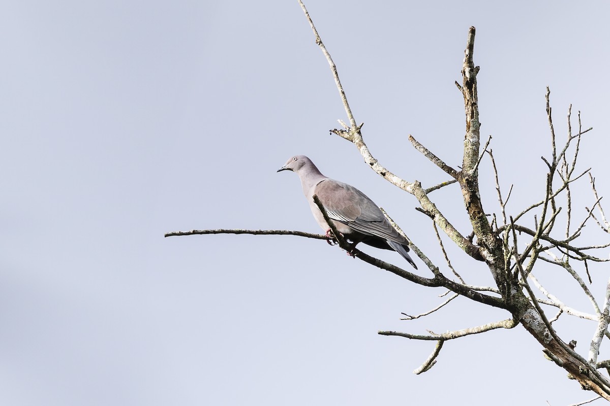 Plain Pigeon - Stefan Hirsch