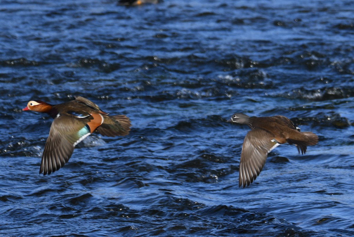 Mandarin Duck - ML611528173