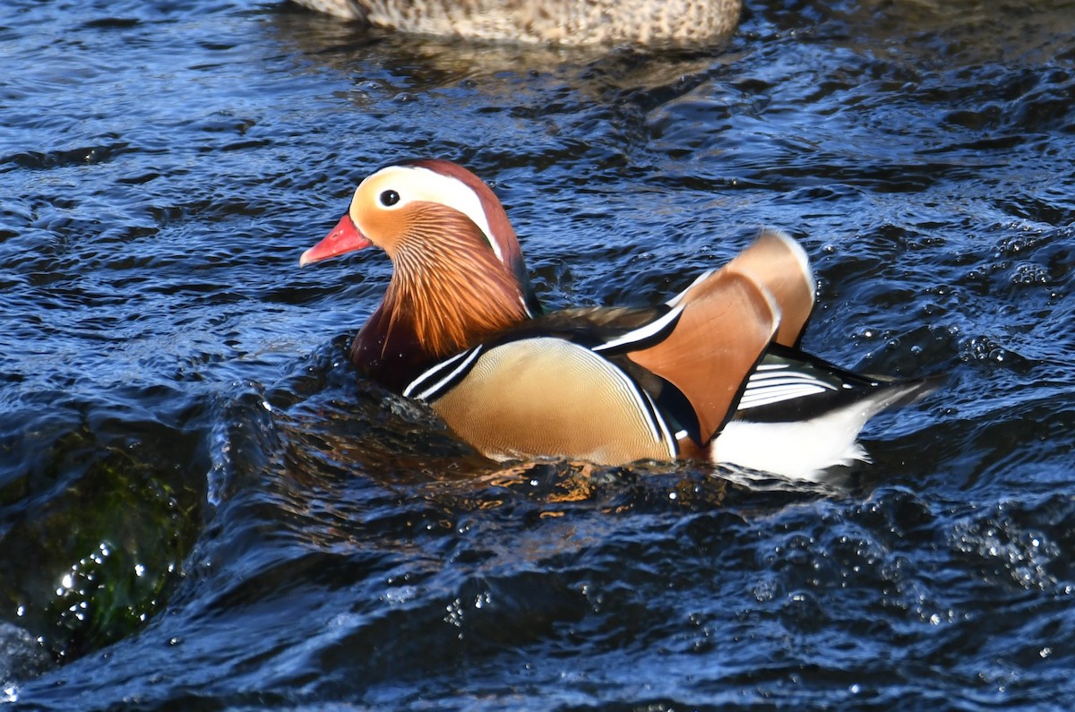 Mandarin Duck - ML611528174