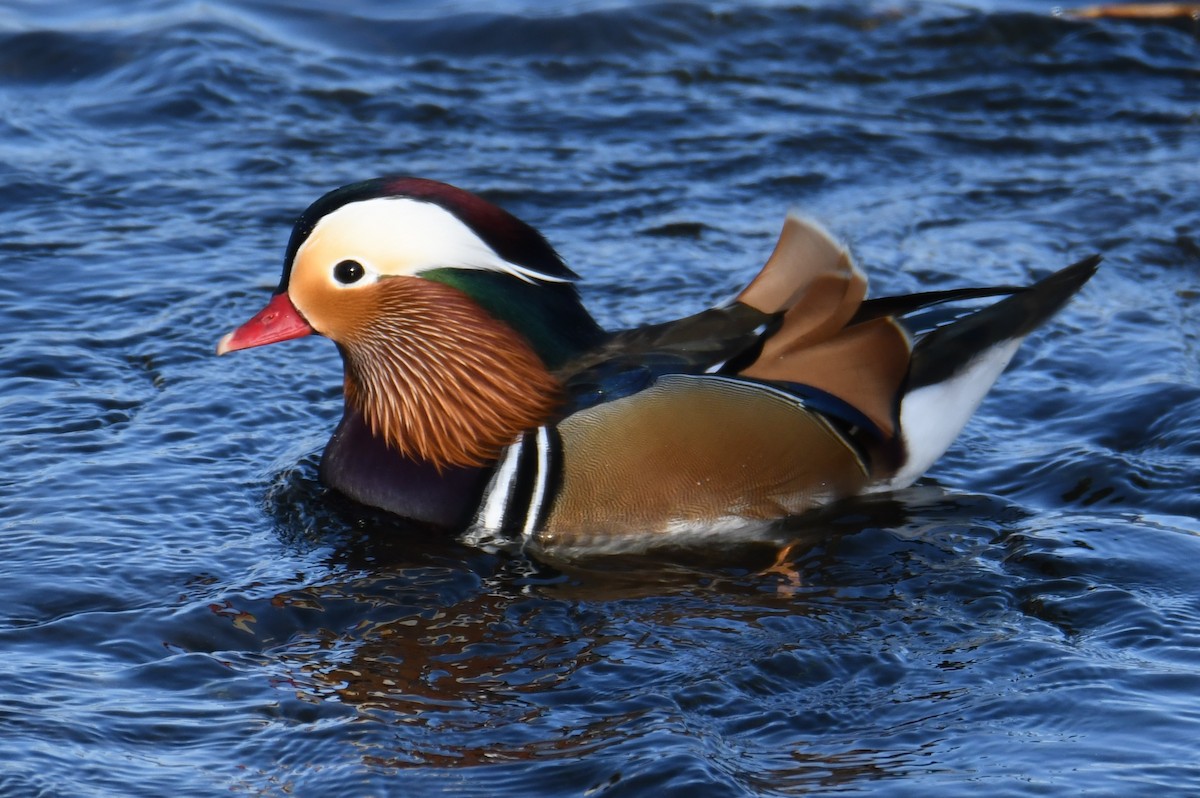 Mandarin Duck - ML611528175