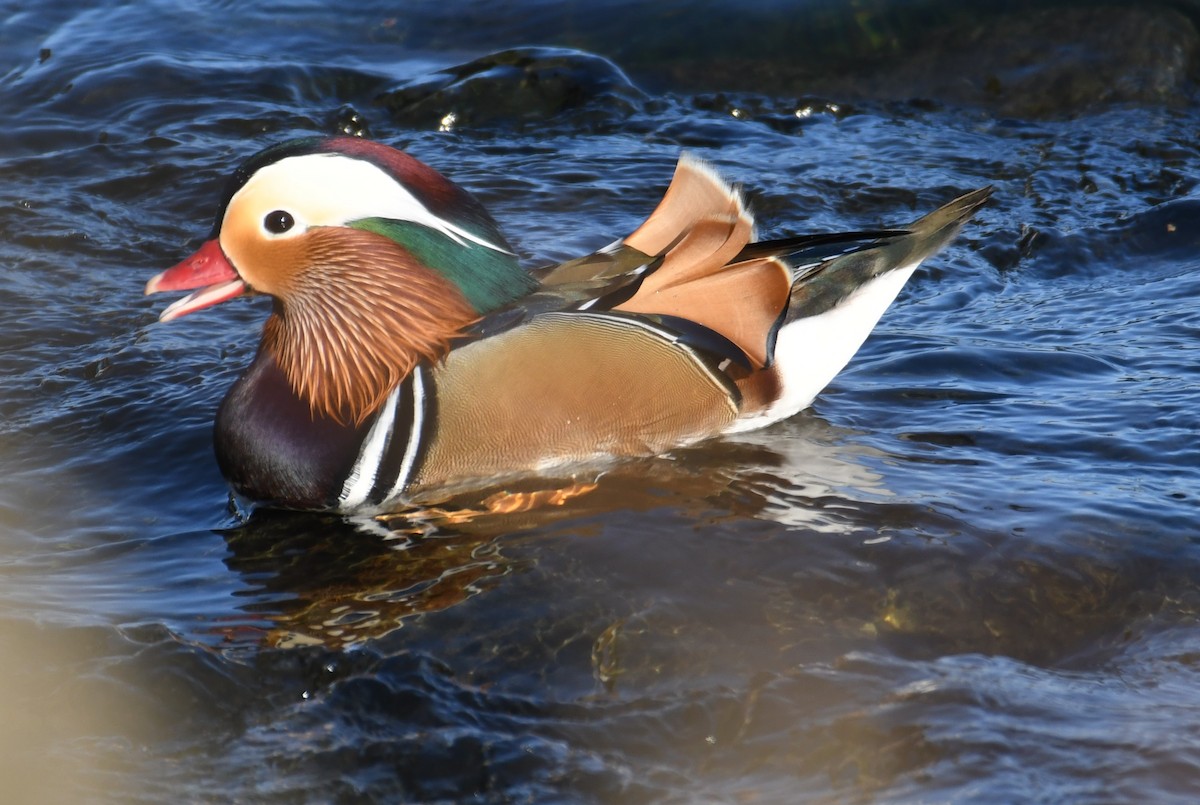 Mandarin Duck - ML611528177