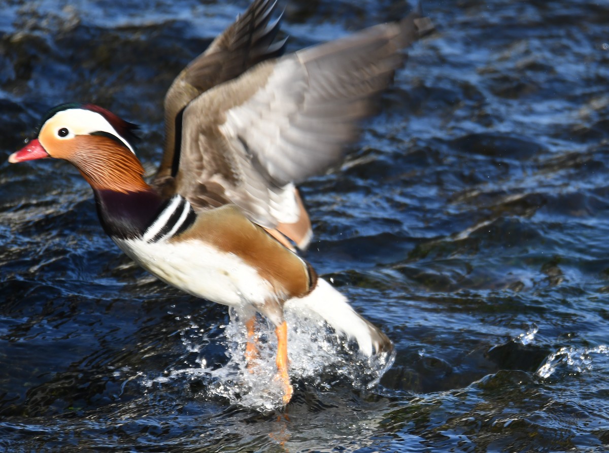 Mandarin Duck - ML611528178