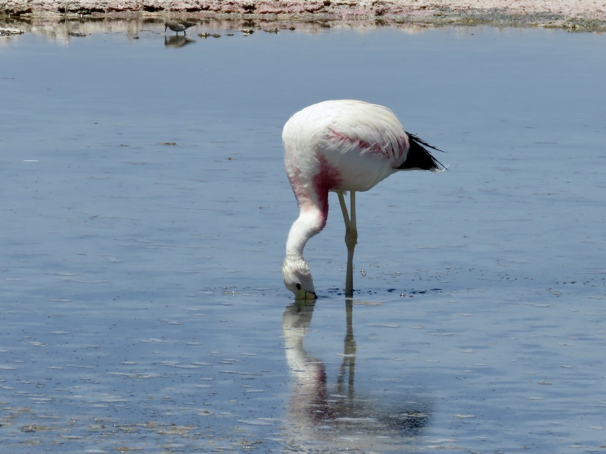 Andean Flamingo - ML611528181