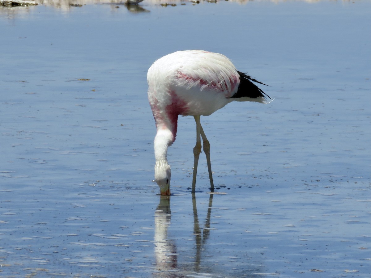 Andean Flamingo - ML611528182