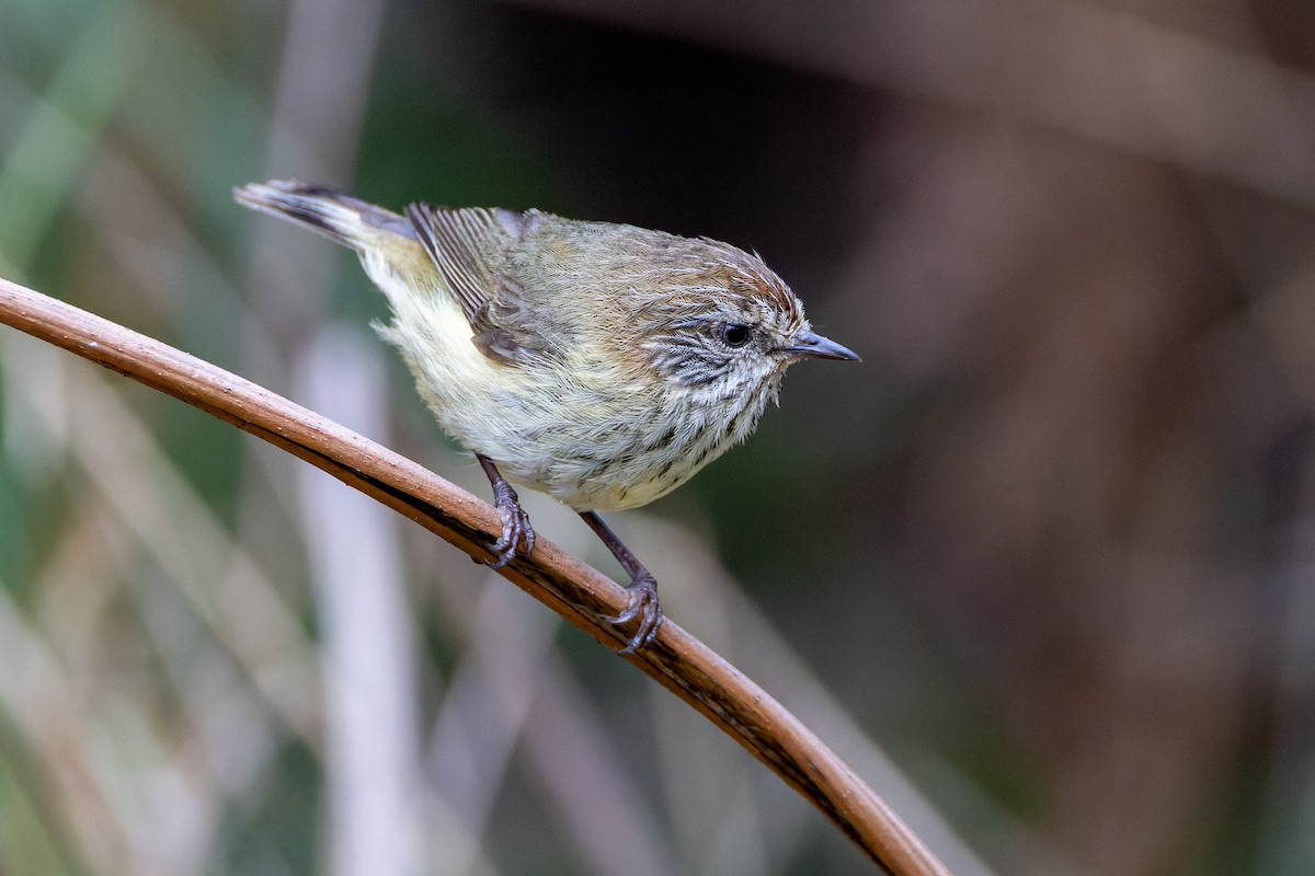 Striated Thornbill - ML611528207