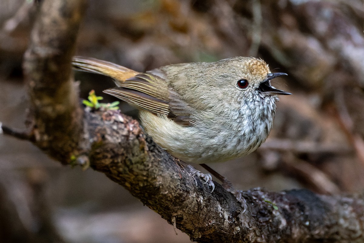 Brown Thornbill - ML611528212