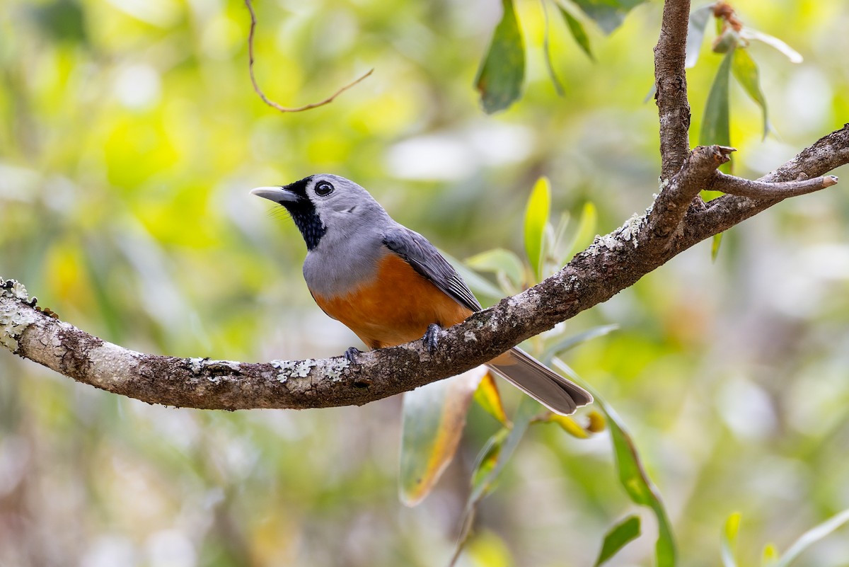 Black-faced Monarch - ML611528240