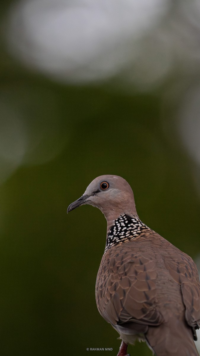 Spotted Dove - Rahman Mandu