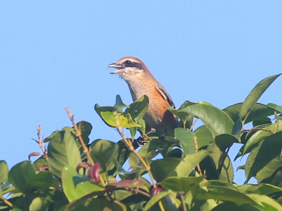 Bull-headed Shrike - Akshat K