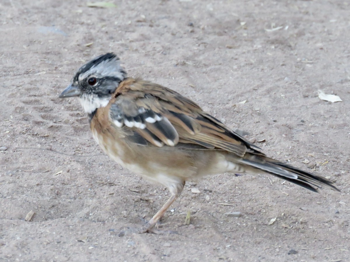 Rufous-collared Sparrow - ML611528368