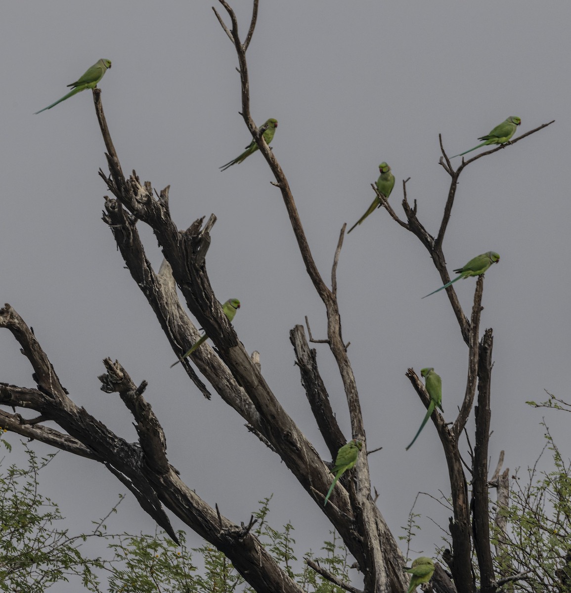 Rose-ringed Parakeet - Rohit Tibrewal