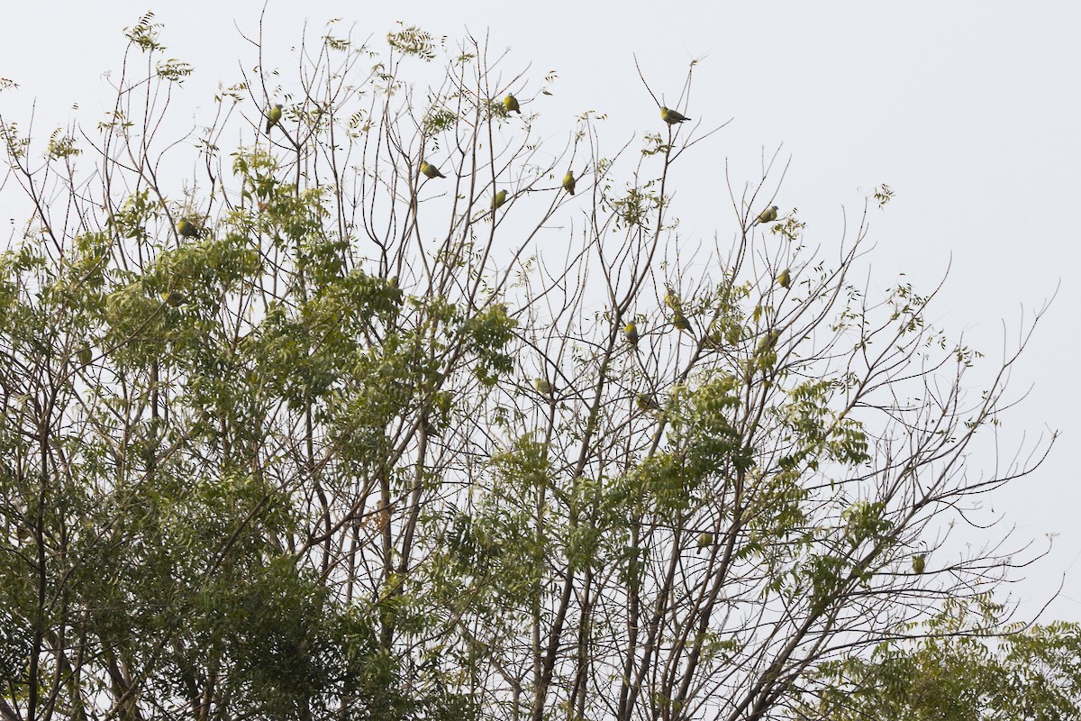 Yellow-footed Green-Pigeon - ML611528389