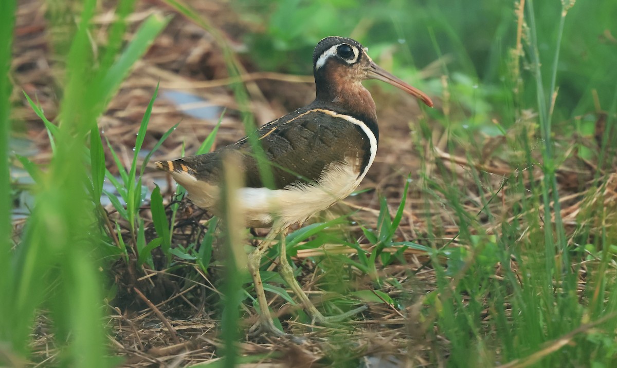 Greater Painted-Snipe - ML611528416