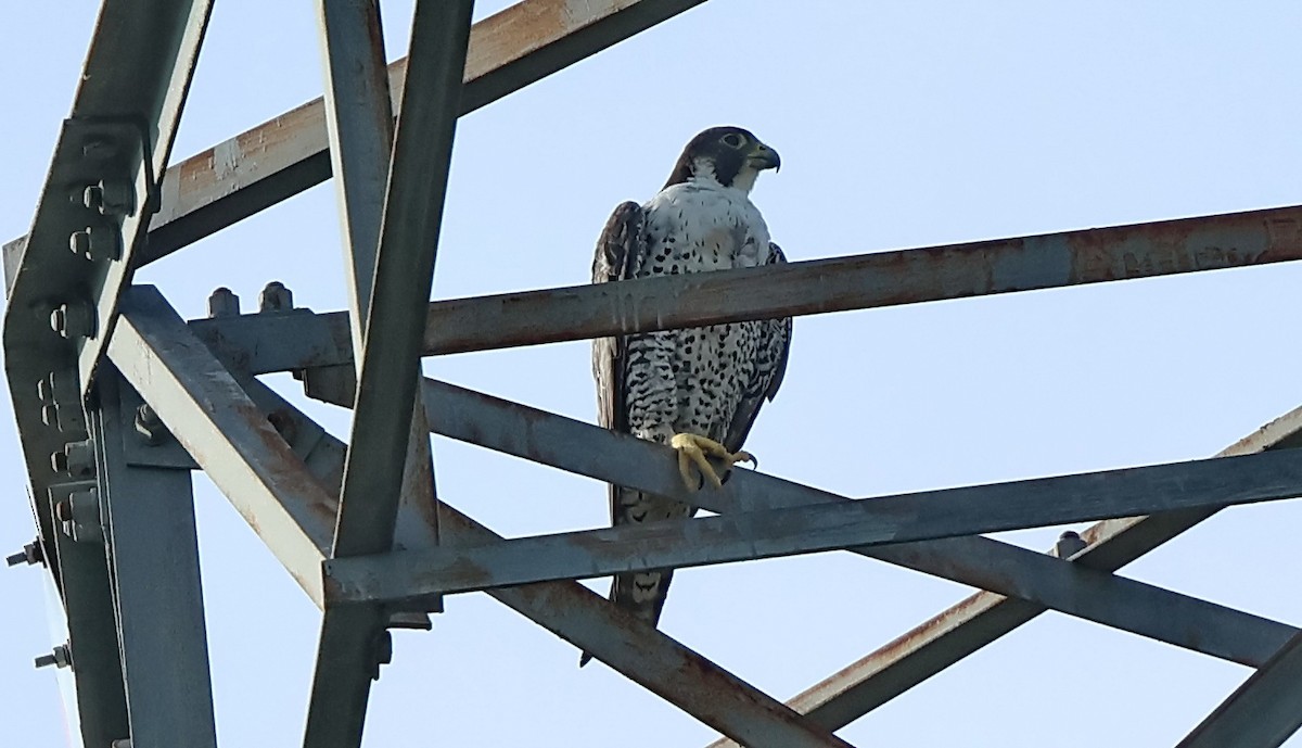 Peregrine Falcon - Ang TH