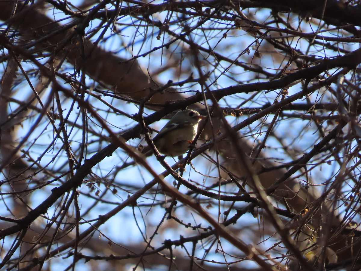 Goldcrest - ML611528647