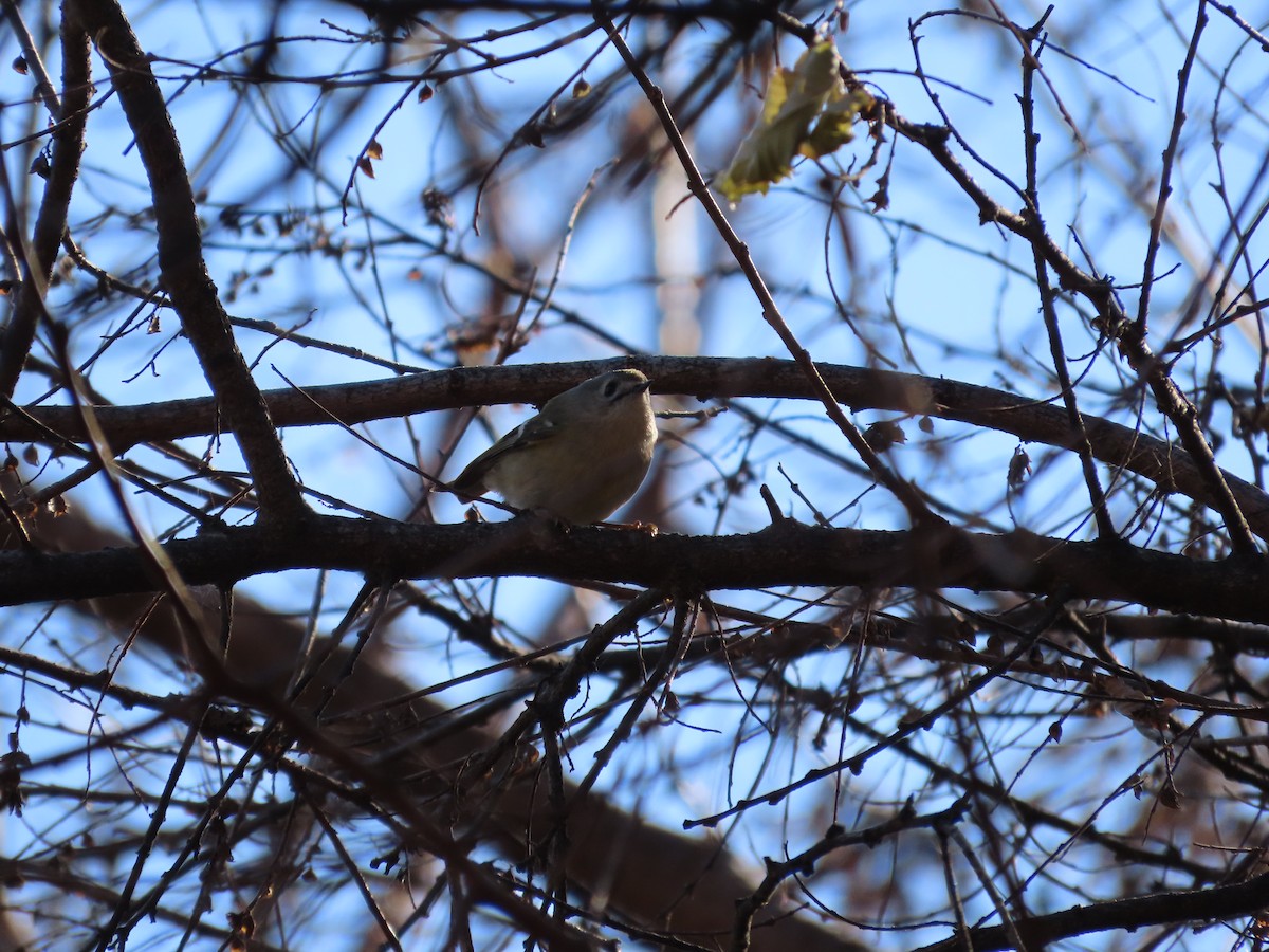 Wintergoldhähnchen - ML611528648