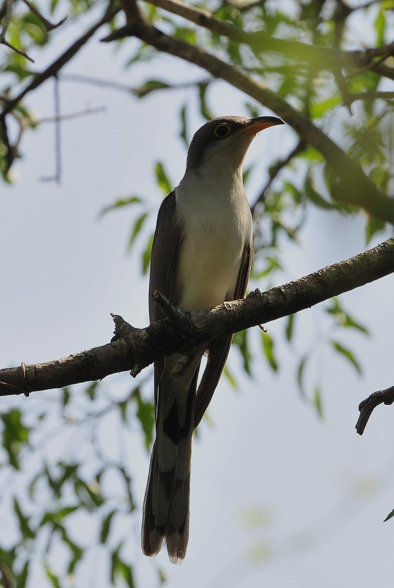 Yellow-billed Cuckoo - ML611528677