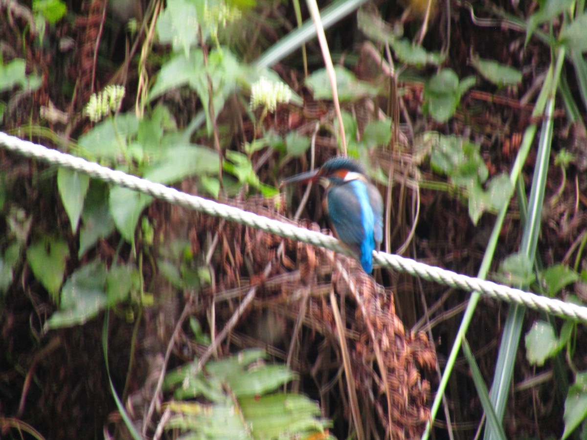 Common Kingfisher - ML611528684