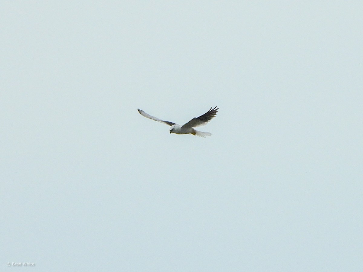 Black-shouldered Kite - ML611528694