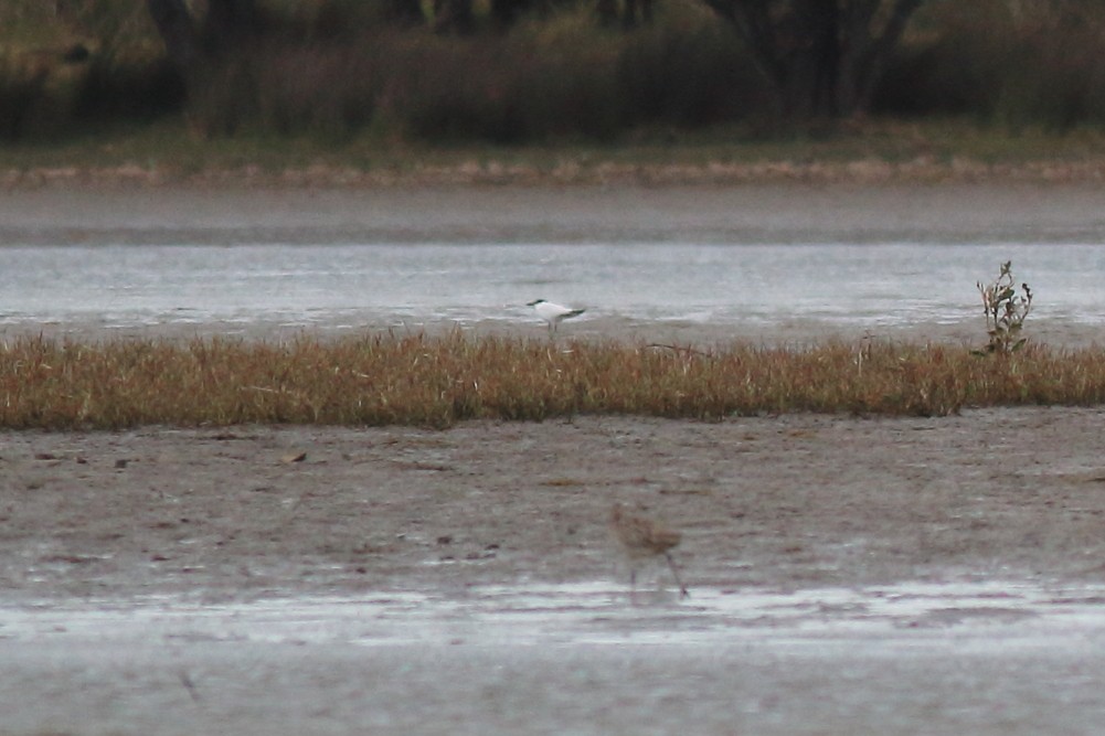 Gull-billed/Australian Tern - ML611528732