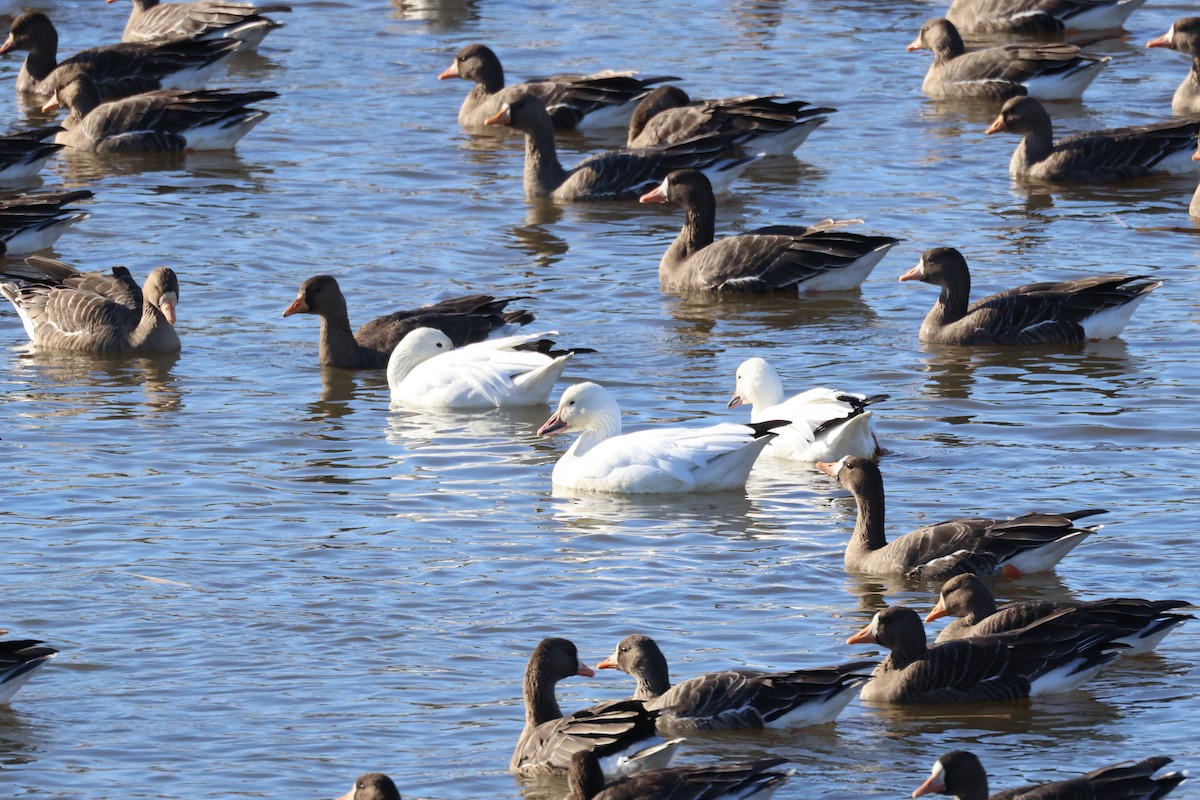 Snow Goose - ML611528752