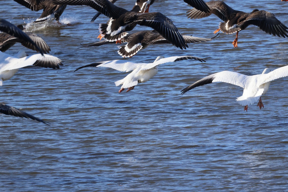 Snow Goose - ML611528753