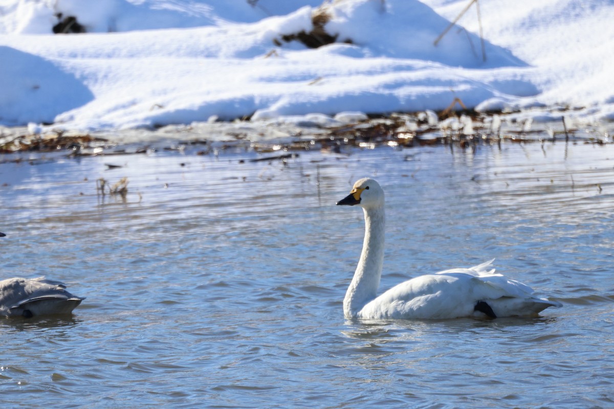 Tundra Swan - ML611528755