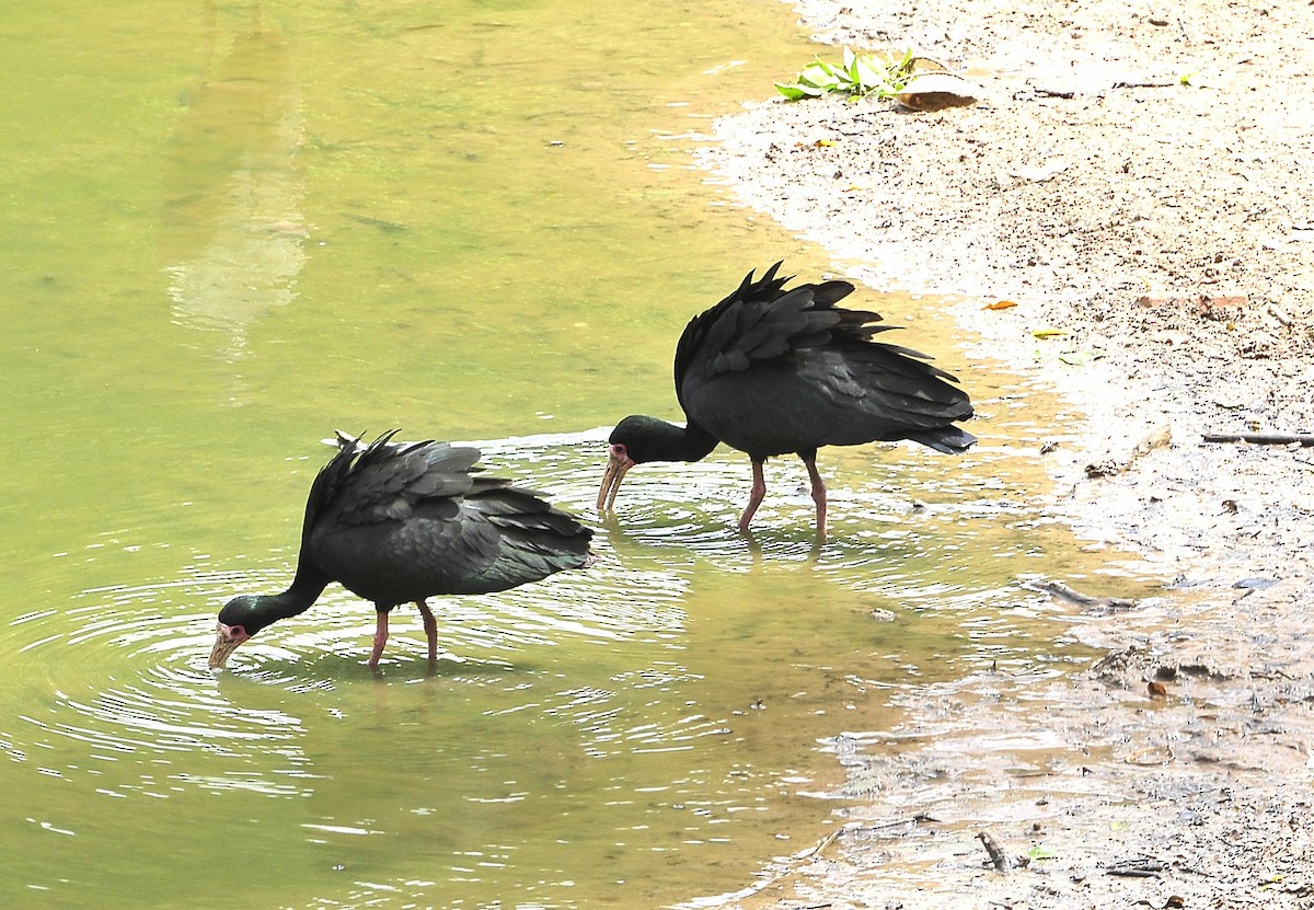 Bare-faced Ibis - ML611528761