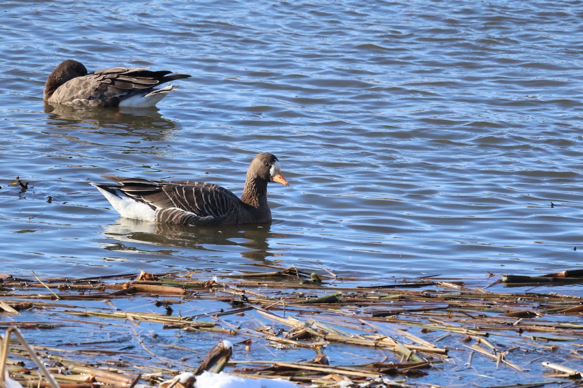 Greater White-fronted Goose - ML611528865