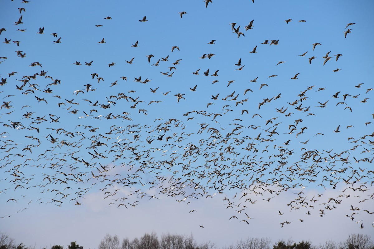 Greater White-fronted Goose - ML611528871