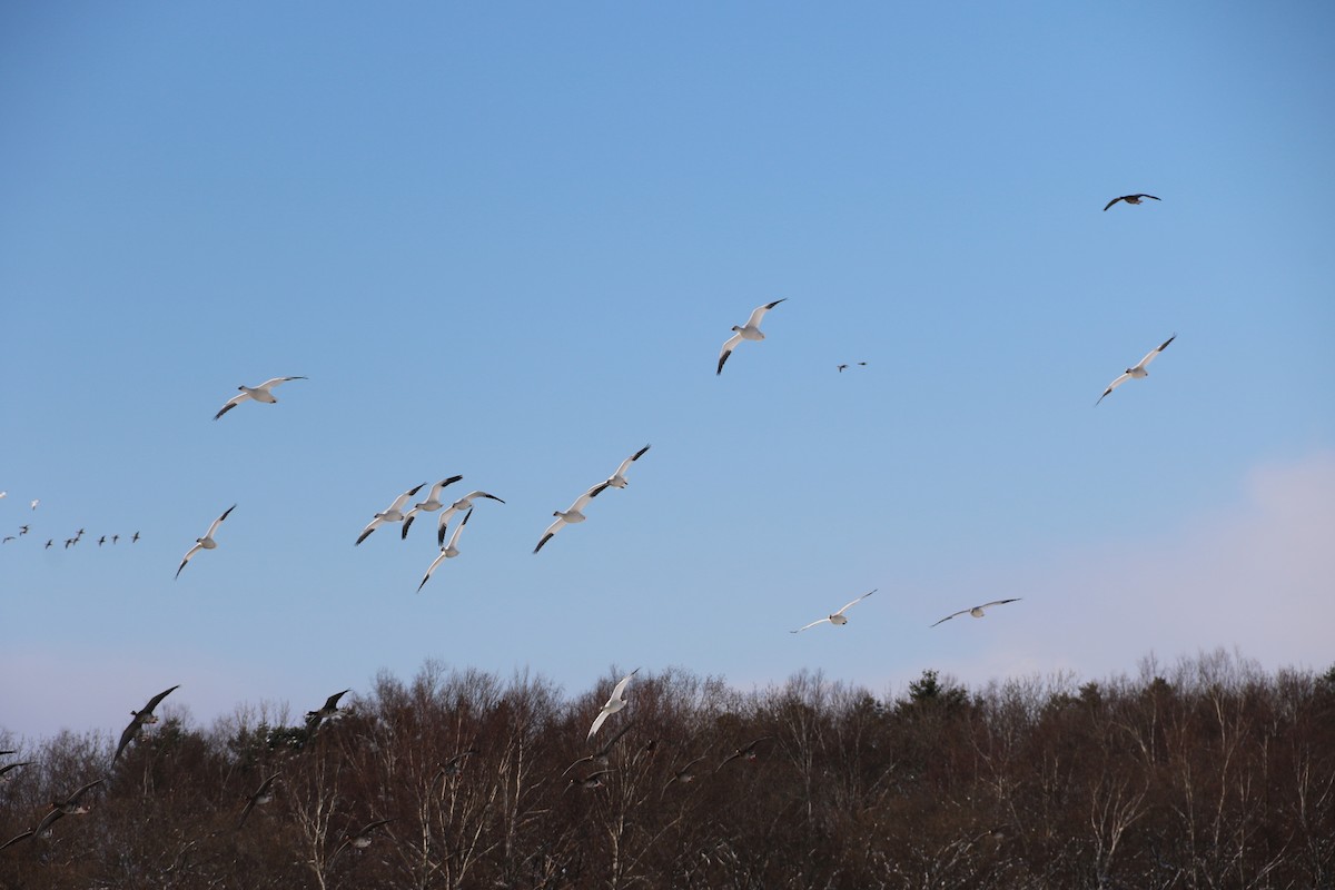 Snow Goose - ML611528877