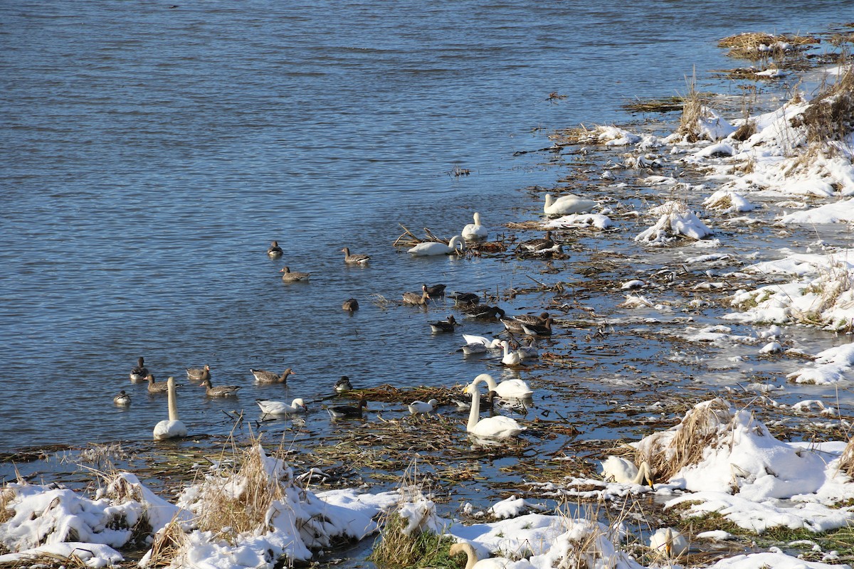 Whooper Swan - ML611528916