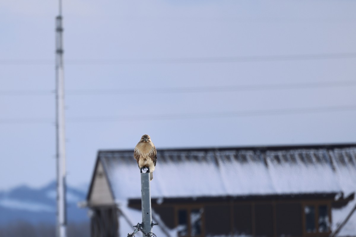 Eastern Buzzard - Akinori Miura