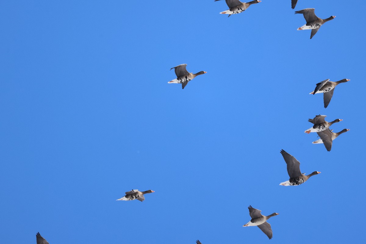 Greater White-fronted Goose - Akinori Miura