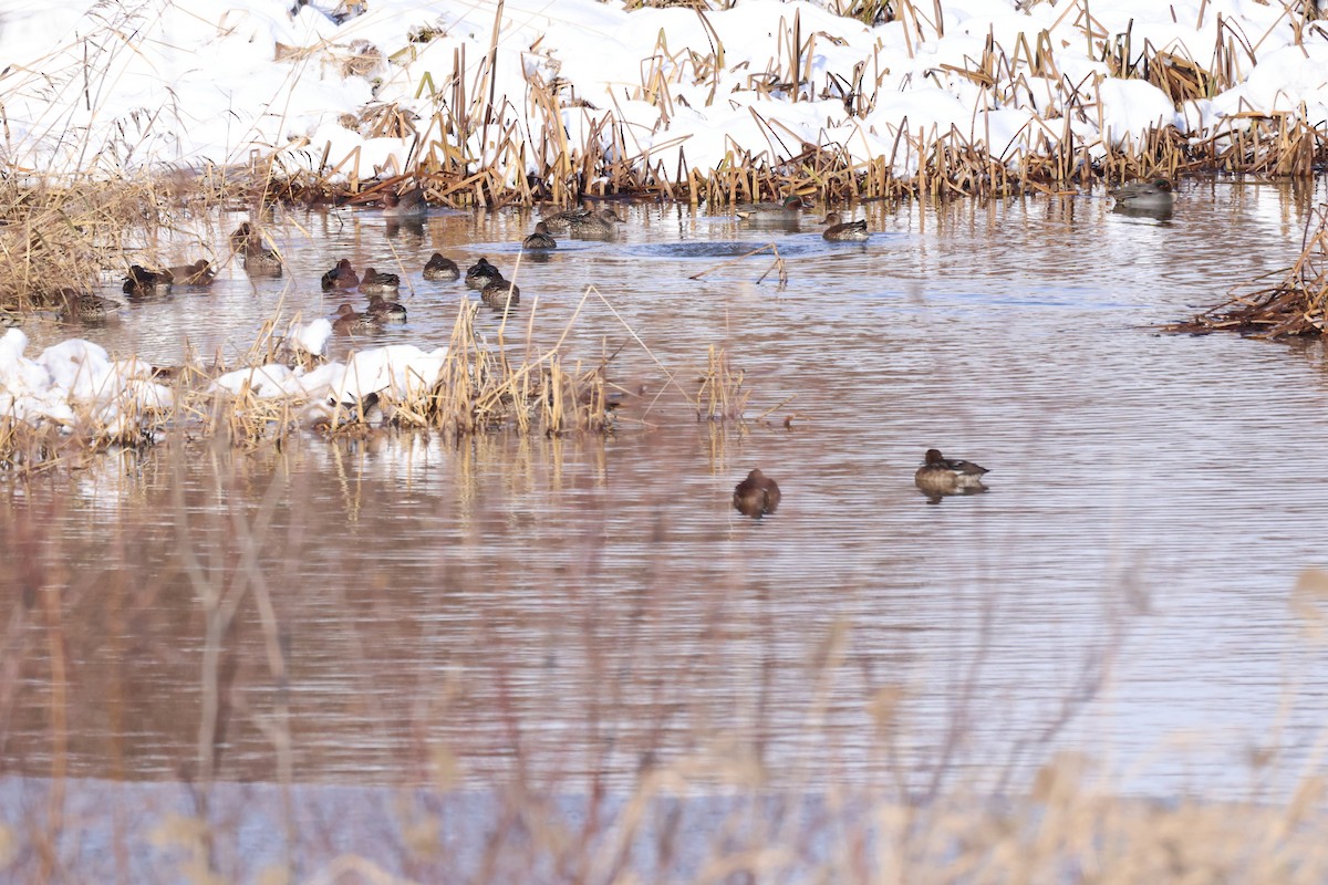 Green-winged Teal - ML611528938