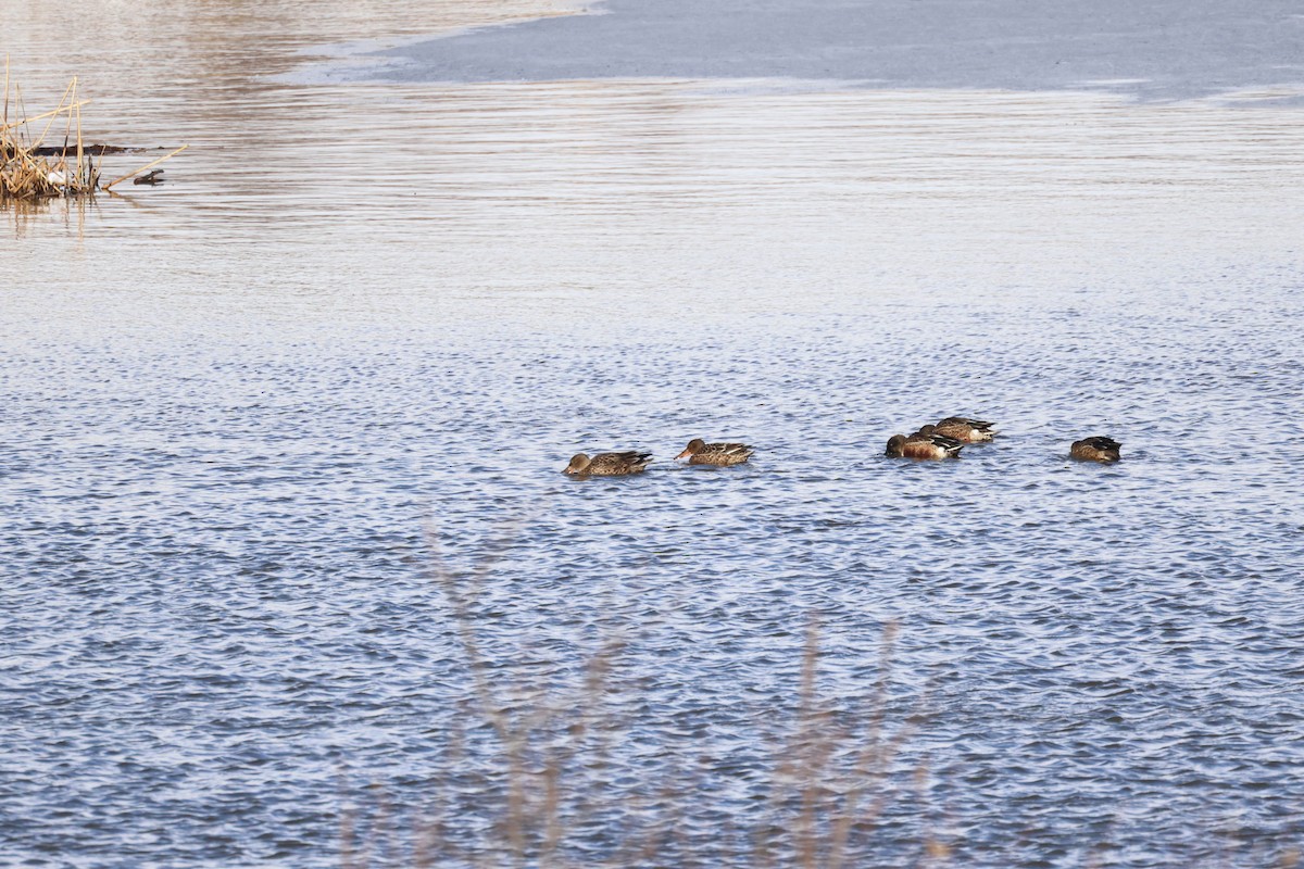 Northern Shoveler - Akinori Miura