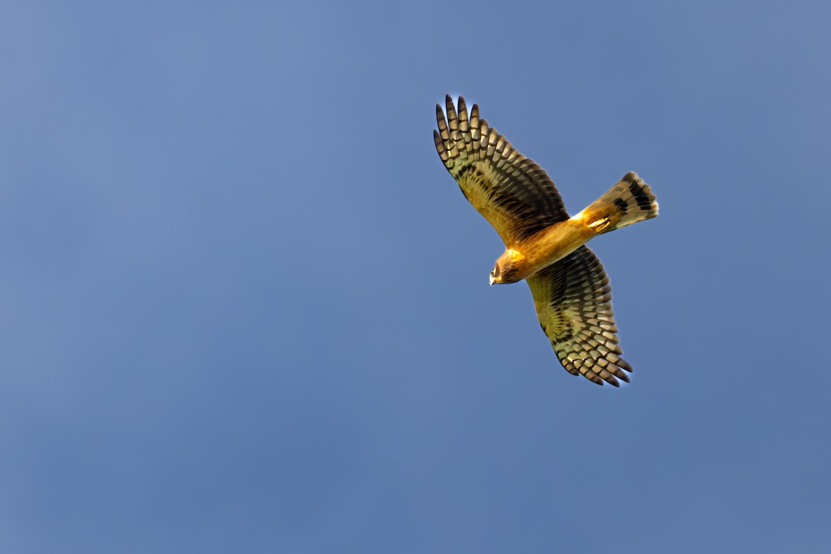 Northern Harrier - Stephane Demers