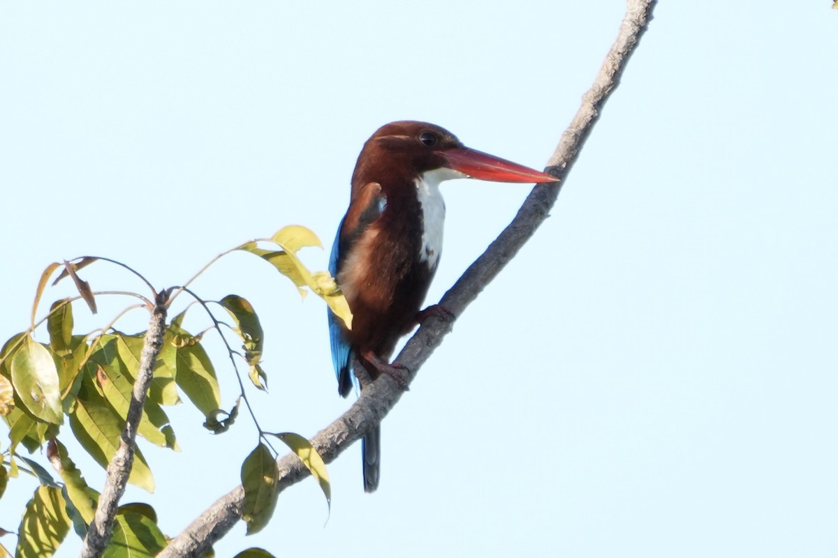 White-throated Kingfisher - ML611529063