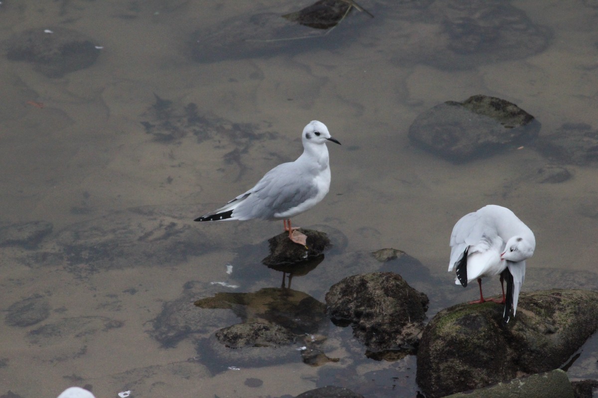 Mouette de Bonaparte - ML611529091