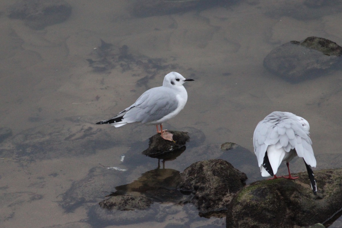 Bonaparte's Gull - Xabier Saralegi