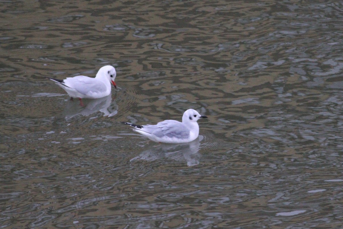 Bonaparte's Gull - ML611529093