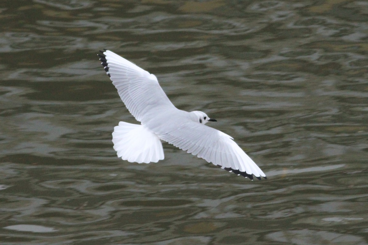 Bonaparte's Gull - ML611529094