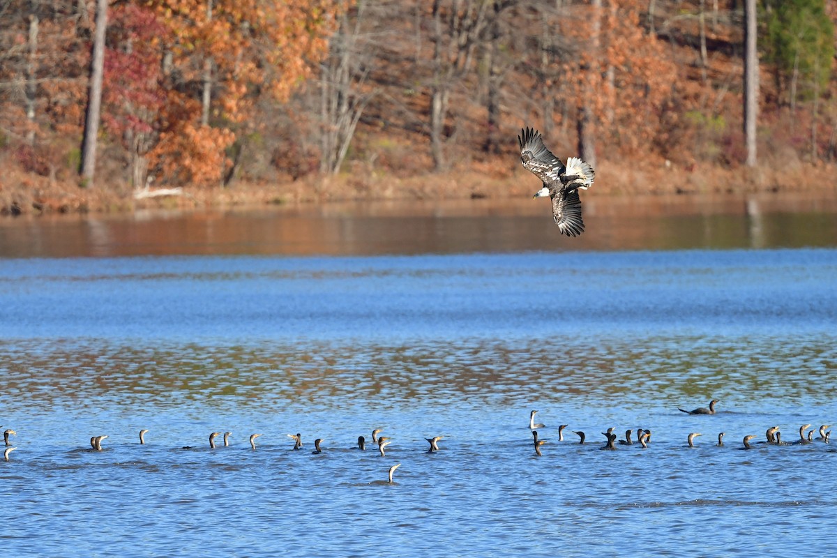 Bald Eagle - ML611529206