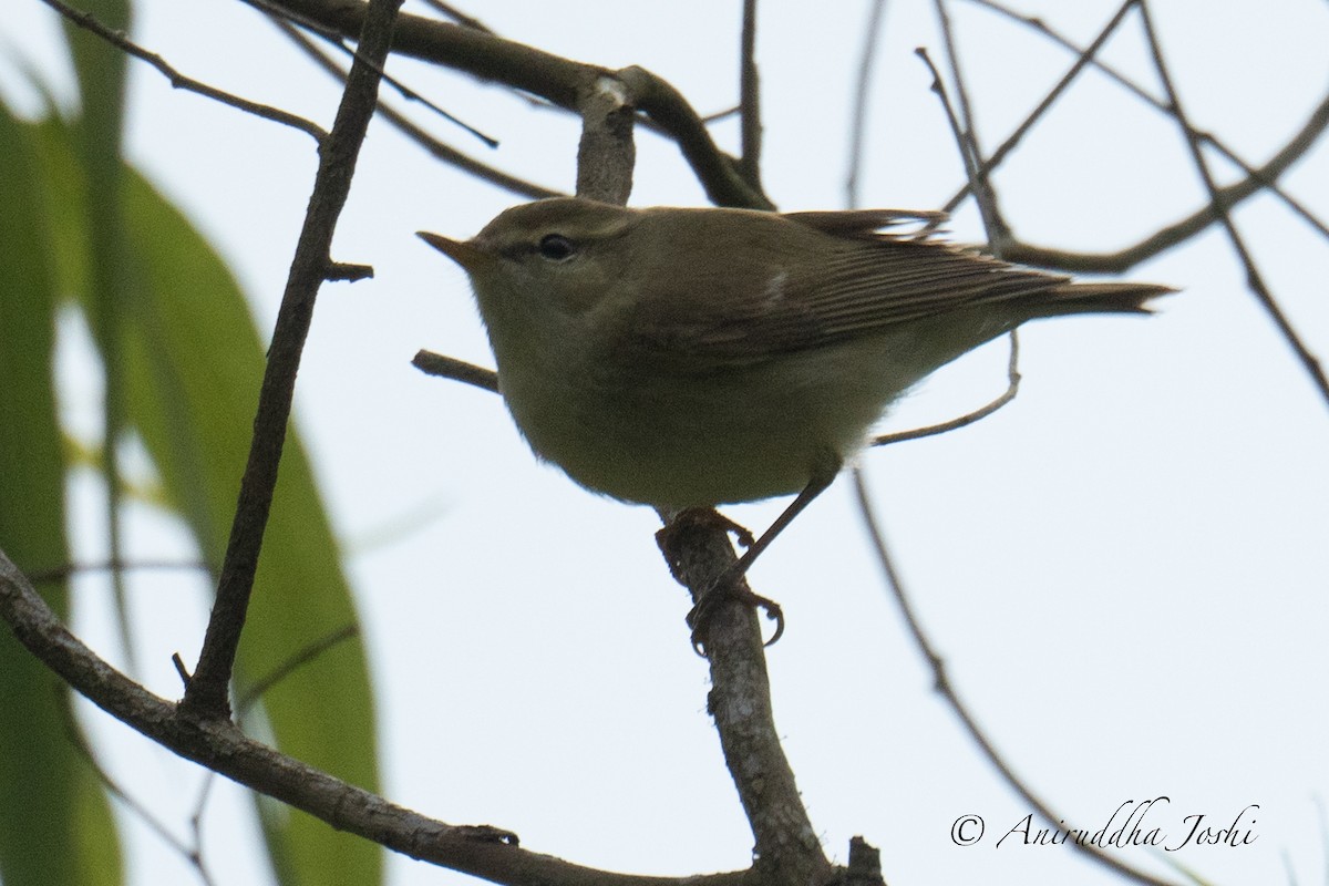 Greenish Warbler - Aniruddha Joshi