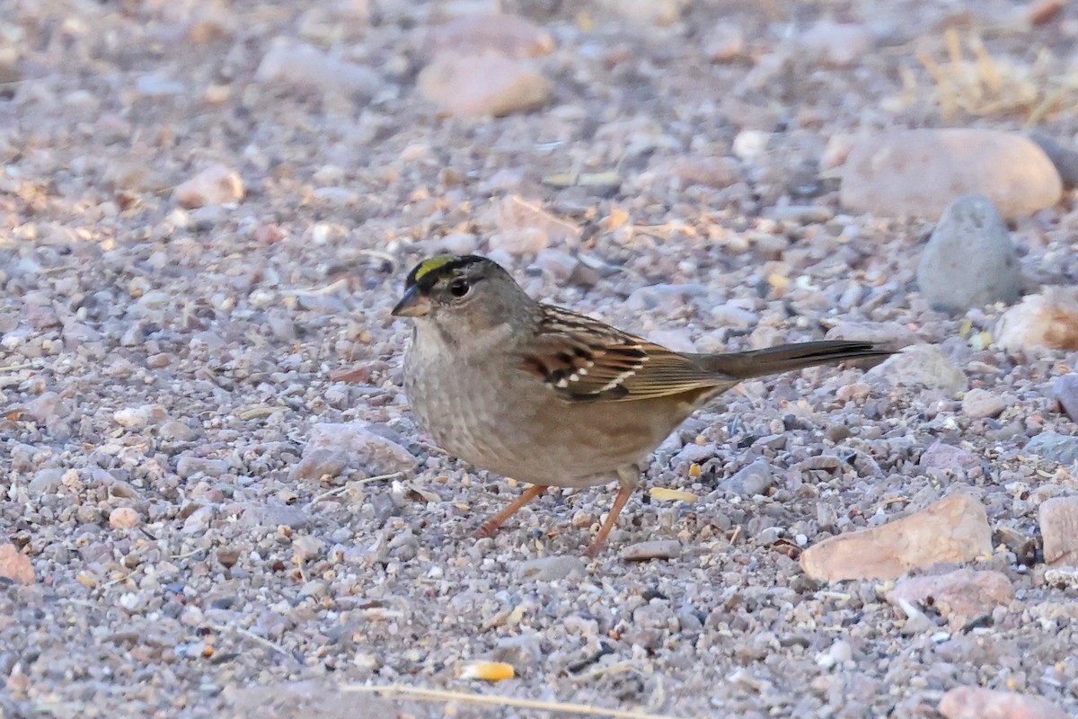 Bruant à couronne dorée - ML611529497